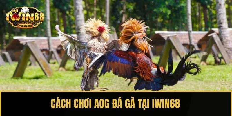Hướng dẫn cách chơi AOG đá gà tại IWIN68