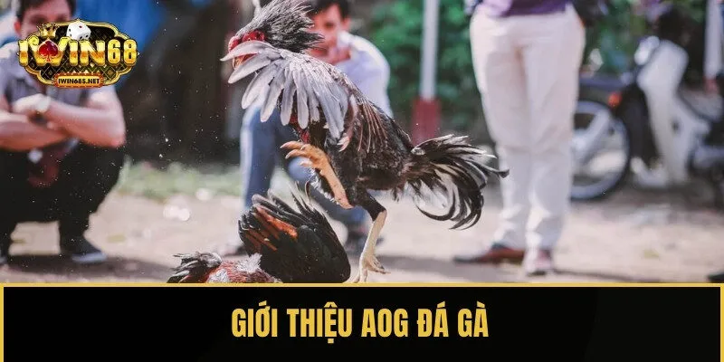Giới thiệu chung về sảnh chơi AOG đá gà