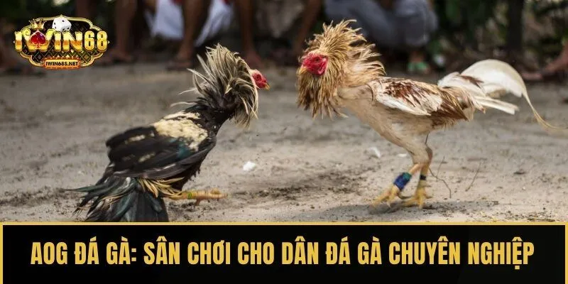AOG đá gà