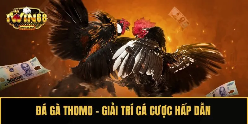 Đá gà Thomo