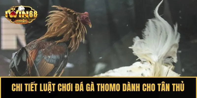 Chi tiết luật chơi Đá gà Thomo dành cho tân thủ
