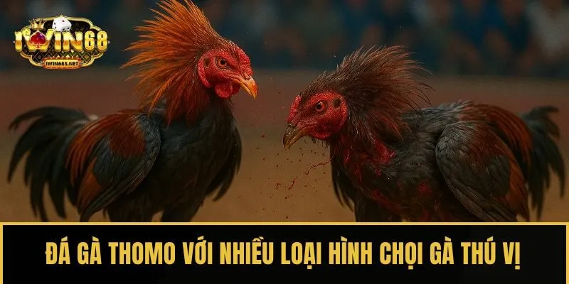 Đá gà Thomo với nhiều loại hình chọi gà thú vị