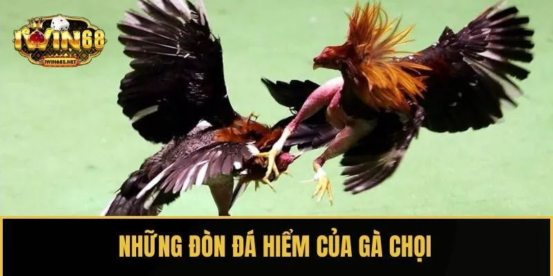 Những đòn đá hiểm của gà chọi