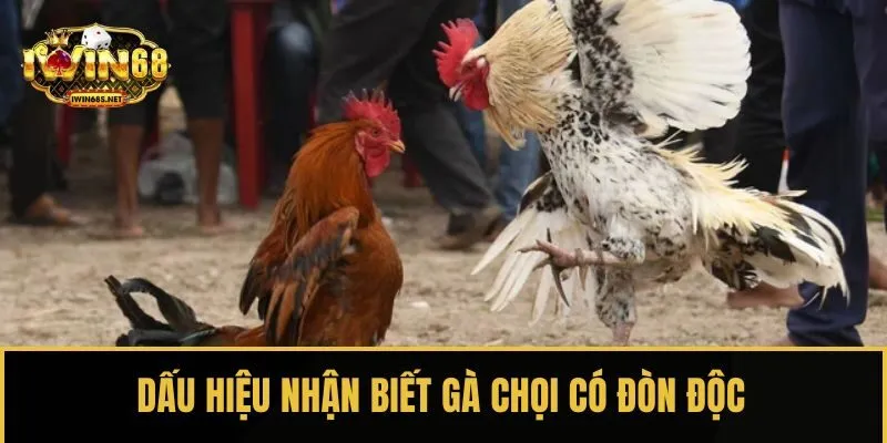 Dấu hiệu nhận biết gà chọi có đòn độc