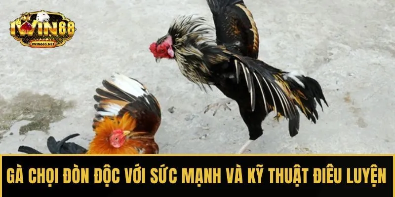 Gà chọi đòn độc với sức mạnh và kỹ thuật điêu luyện