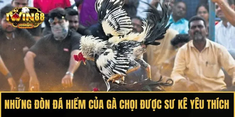 Những đòn đá hiểm của gà chọi được giới sư kê yêu thích