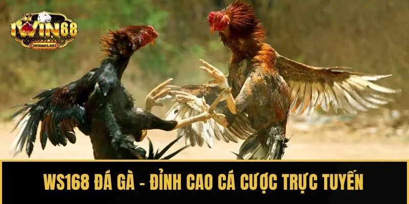 WS168 đá gà