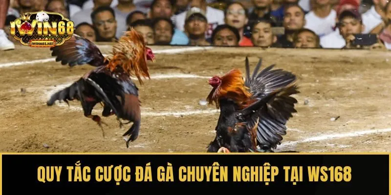 Quy tắc cược đá gà chuyên nghiệp tại WS168