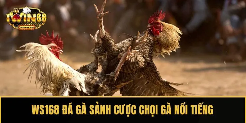 WS168 đá gà sảnh cược chọi gà nổi tiếng