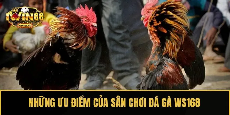 Những ưu điểm của sân chơi đá gà WS168